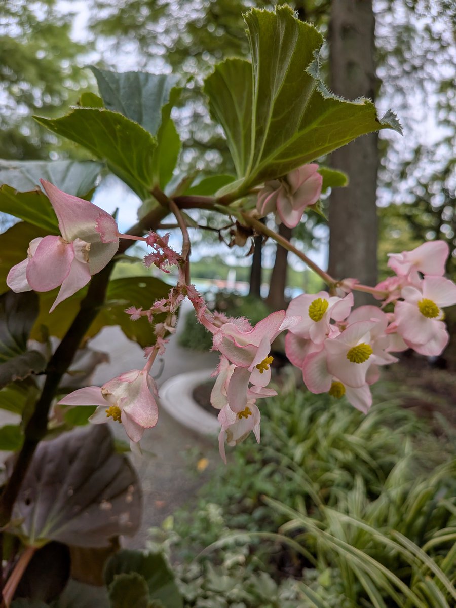 nancoro601's tweet photo. おはようございます
台風の影響でしょうか
今朝は曇ってます☁️
お仕事の皆さん気を付けて
行ってらっしゃいませ🤲👋

ベゴニアが綺麗なお花付けてました🏵️🍂
　2026年9月21日 月曜日☁️🪴 https://t.co/W9OPV6AekX