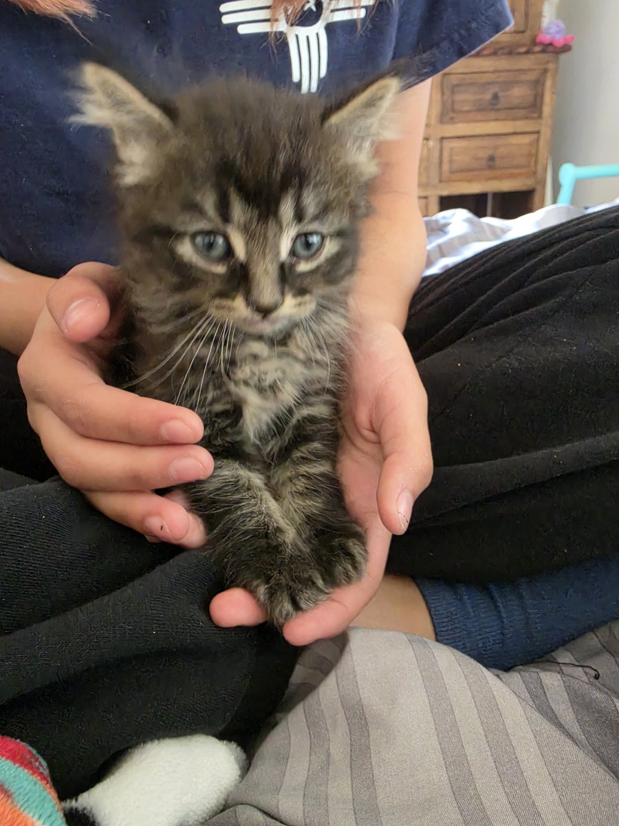 rrenniooo's tweet photo. Ive been sleeping alot lately 😴😴😴 ssoo so so sleepyy😴😴😴 and ive been tired ever since the cat came here but its okay cause shes a cutie pie aww 😴😴😴 https://t.co/CP6zXttkWd