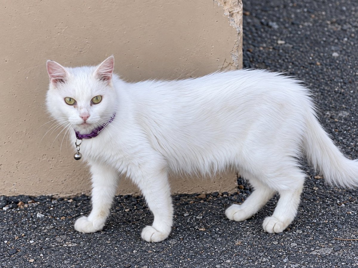 RescueMagic's tweet photo. This is exactly why raising funds for medical care is so important.

We recently rescued this tiny mother cat and her grown kittens after they were found living in a Home Depot parking lot. This sweet mama was still wearing her jeweled collar—a reminder that she may have once had a home and people of her own.

There are always more cats waiting for help. They don’t stop needing rescue simply because the money isn’t there, and sometimes we have to step in before we know how we’re going to cover the cost.

Thanks to some incredibly kind donors, we’ve raised $360 of our $1,000 goal for medical care. We are so grateful to everyone who has already helped, but with these new cats now in our care, we need to make another push.

We still have $640 left to raise. If you can donate—even just a few dollars—it will help provide exams, vaccinations, testing, spay/neuter surgeries, medications, and any other care they may need.

If you can’t donate, please share. Every donation and every share helps us keep saying yes when another cat needs us. 🖤🐾

🐱 https://t.co/aG31xY54kj 
🐱 https://t.co/ap3mc6RlI2 

#blackmagicanimalrescue #arizonarescue #cats #arizona