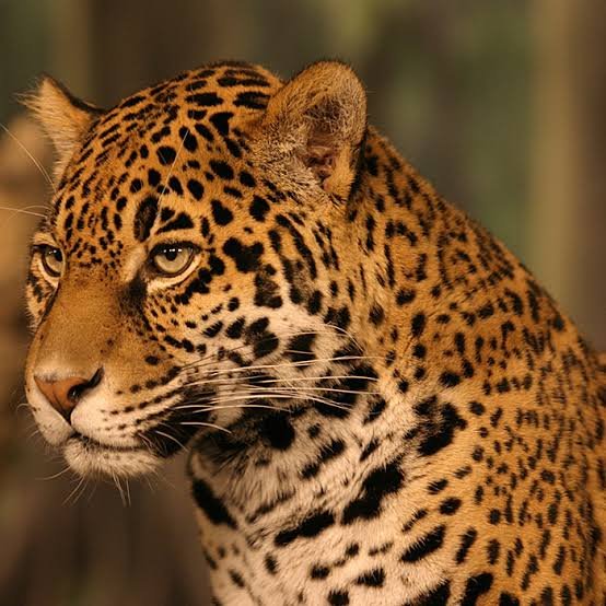 XxBaphyto26xX's tweet photo. Mientras Peruanos y Bolivianos discuten por un hermoso Felino
México sigue demostrando que su Jaguar es el michi Absolute
#peru #bolivia #mexico #bolivianos https://t.co/vQz4Z0INBG