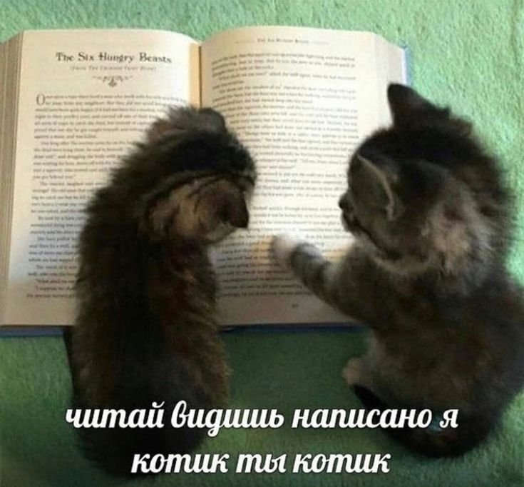 raintwd9's tweet photo. жизнь стала настолько тяжёлой, что в последнее время единственное что меня успокаивает и поднимает настроение это пикчи с котиками и милыми подписями по типу таких, после них становится тепло на душе, это значит что я совсем глупая?🥹 https://t.co/KGInvssg6D
