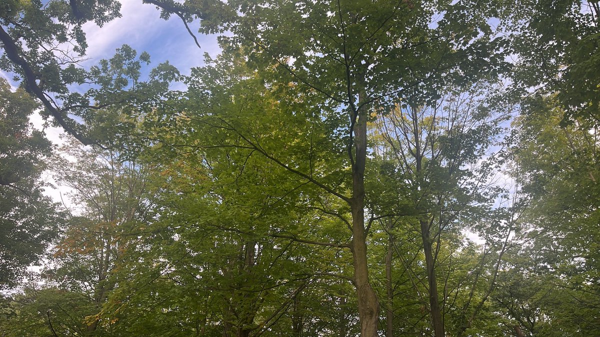 adrianarql's tweet photo. Had to change my plans to be outside and admire how the leaves move with the wind after the devil herself texted me #wlw https://t.co/T8B7DMWuVr