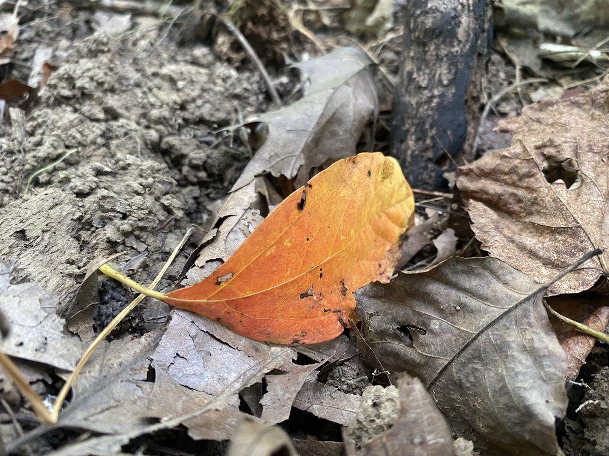 MrBroklee's tweet photo. A sign of Fall. I think I'll leaf it alone. 🍂 https://t.co/3dRfOwZ4yO