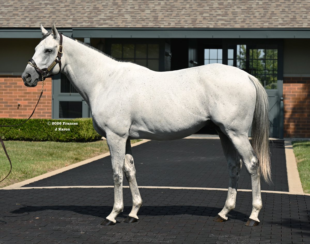 francesjkaron's tweet photo. Dual champion Essential Quality (Tapit) at @darleyamerica last week. His first-crop son The Puma became his first G1SW over the weekend. https://t.co/OrBRuEFWOP