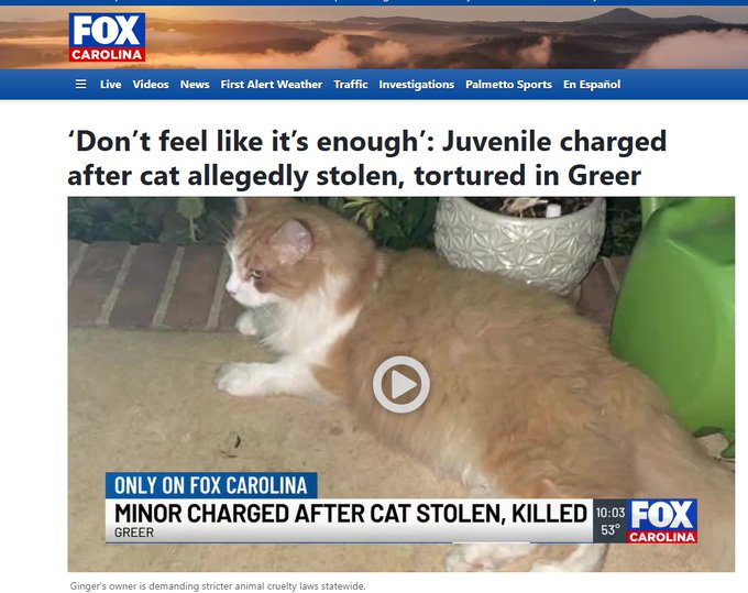 ballenciga's tweet photo. THIS IS INSANE

Ginger the cat was stolen from her home and tortured by 2 teens for six days, and was later returned dead.

Articles are being published and the community are banding together over this insane story.

It is being reported on FOX NEWS as well with more stories coming out.

JUSTICE FOR GINGER

https://t.co/Wwm2xnWT6D
