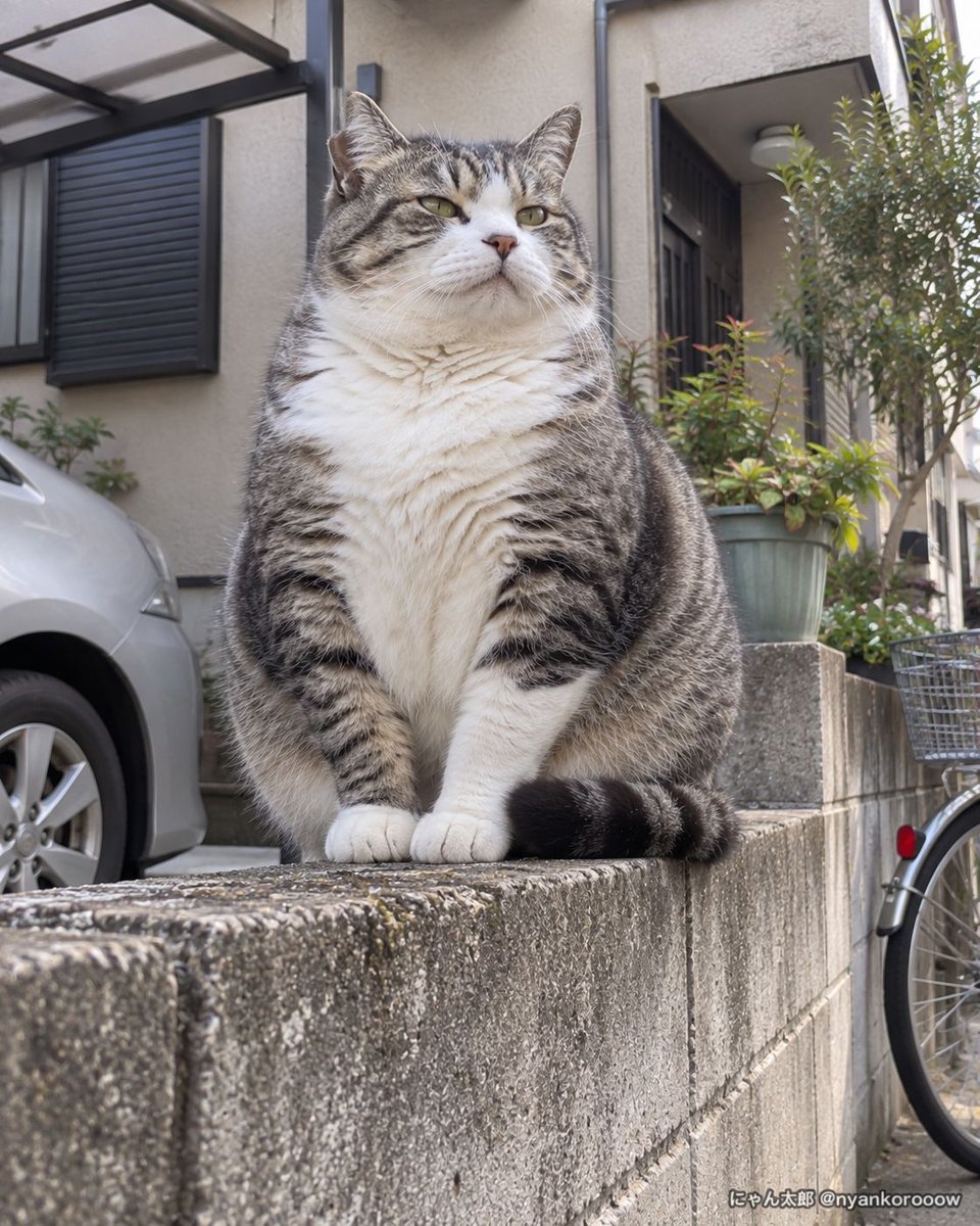 nyankorooow's tweet photo. イキリオモテソトネコ https://t.co/AIKROdTmPQ