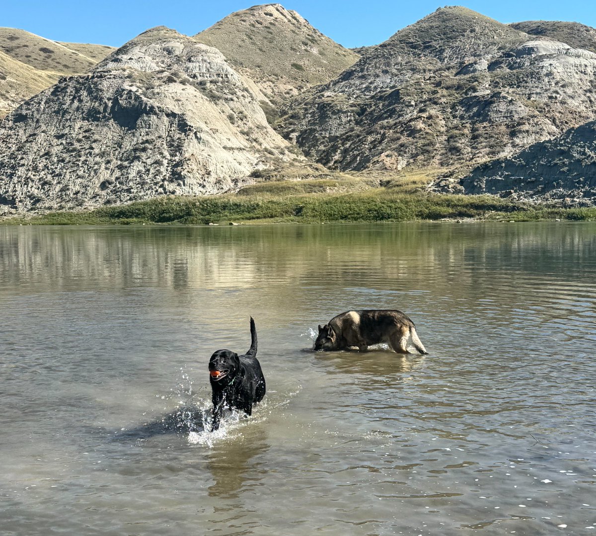 SheriD10's tweet photo. 24°c today so we went to the river again! We all had lots of fun and I went in the river with the pups and Angel splashed me several times 😂 https://t.co/05n6kjrKS5