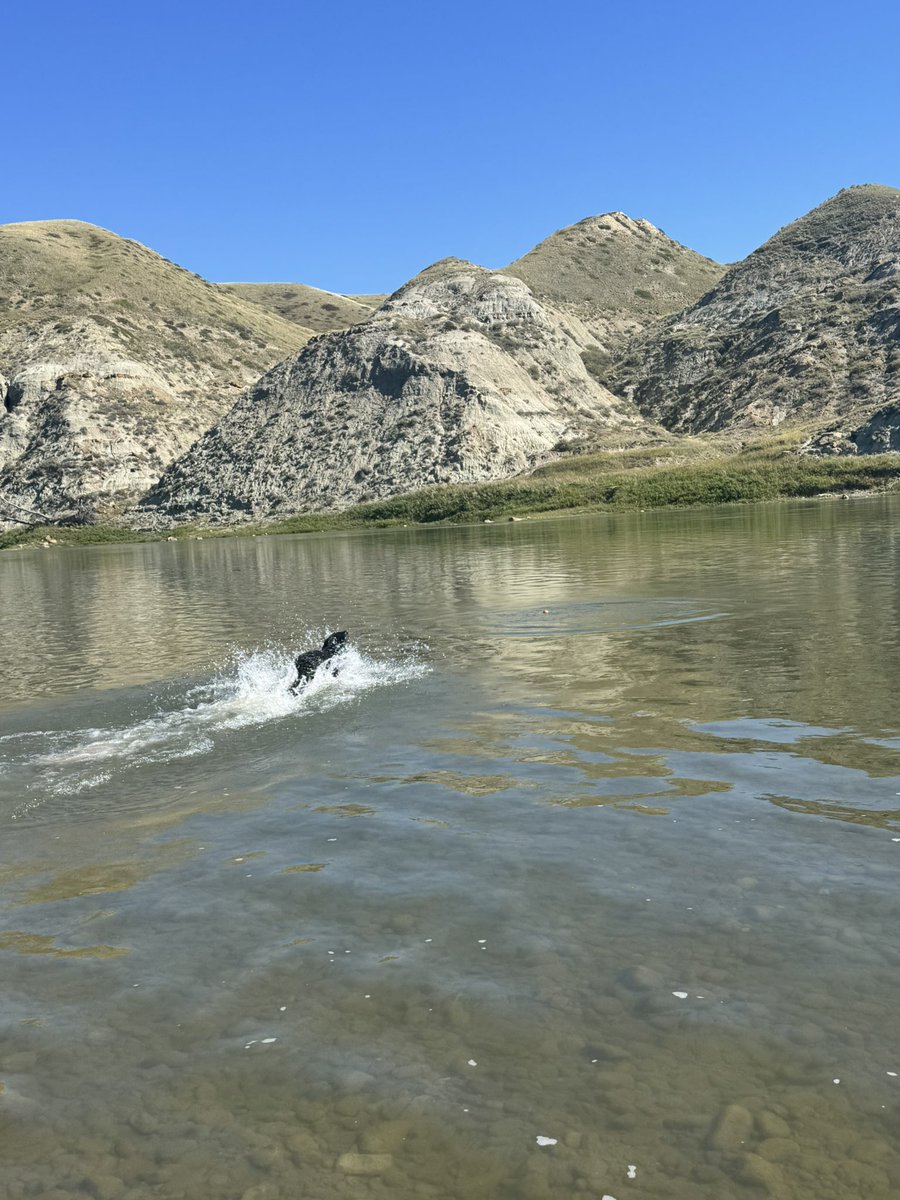 SheriD10's tweet photo. 24°c today so we went to the river again! We all had lots of fun and I went in the river with the pups and Angel splashed me several times 😂 https://t.co/05n6kjrKS5