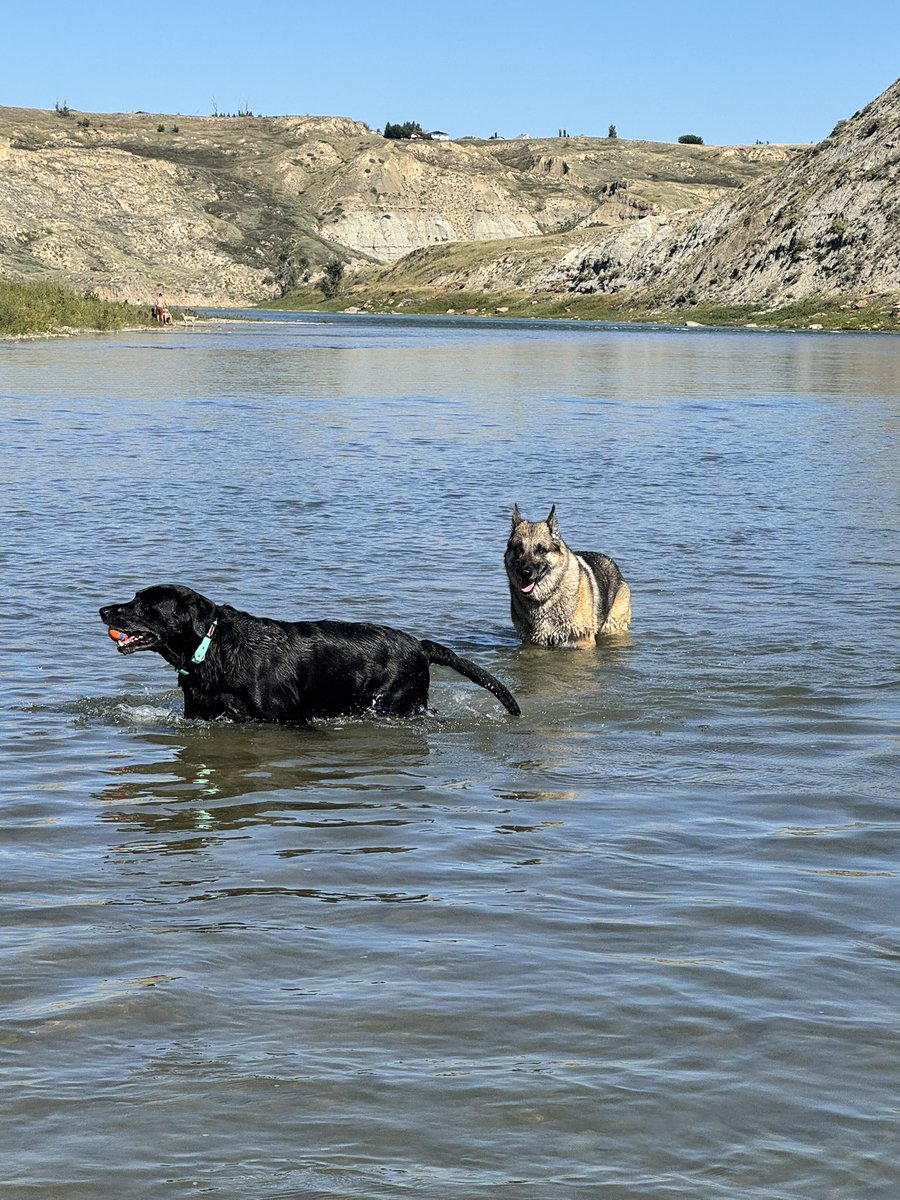 SheriD10's tweet photo. 24°c today so we went to the river again! We all had lots of fun and I went in the river with the pups and Angel splashed me several times 😂 https://t.co/05n6kjrKS5