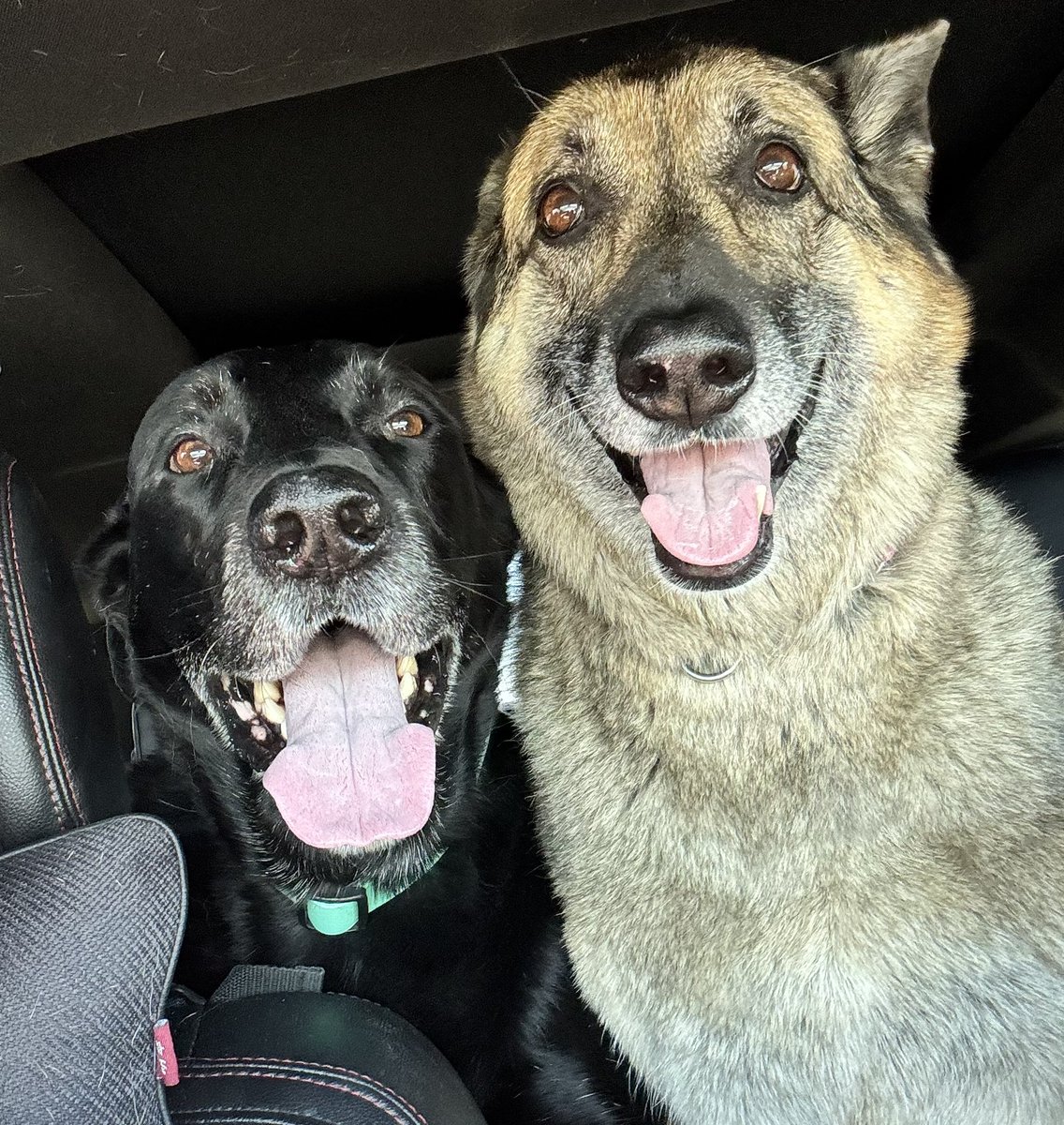 SheriD10's tweet photo. 24°c today so we went to the river again! We all had lots of fun and I went in the river with the pups and Angel splashed me several times 😂 https://t.co/05n6kjrKS5