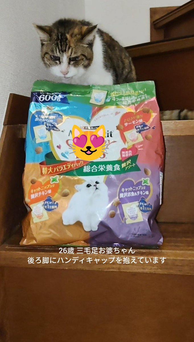 junnosuke1973's tweet photo. 続・朝の猫活(保護猫達)🐈
贈り主 ご支援者 様より
🐱地域保護猫活動にご寄付を賜り誠にありがとうございます😌
#保護猫 https://t.co/LAJf8UeXIP