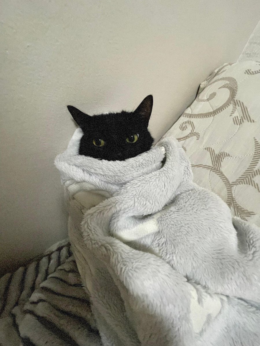 VEXEDBUCKLEY's tweet photo. ・┈ ✦ ﹕

 amelia eventually adopts a kitten, something that was a recommendation by her therapist. 

he happens to be a black kitten  named pipsqueak but she calls him pip. 

  ( baby pip —> 
  grown up pip) https://t.co/ttnTNazaNX