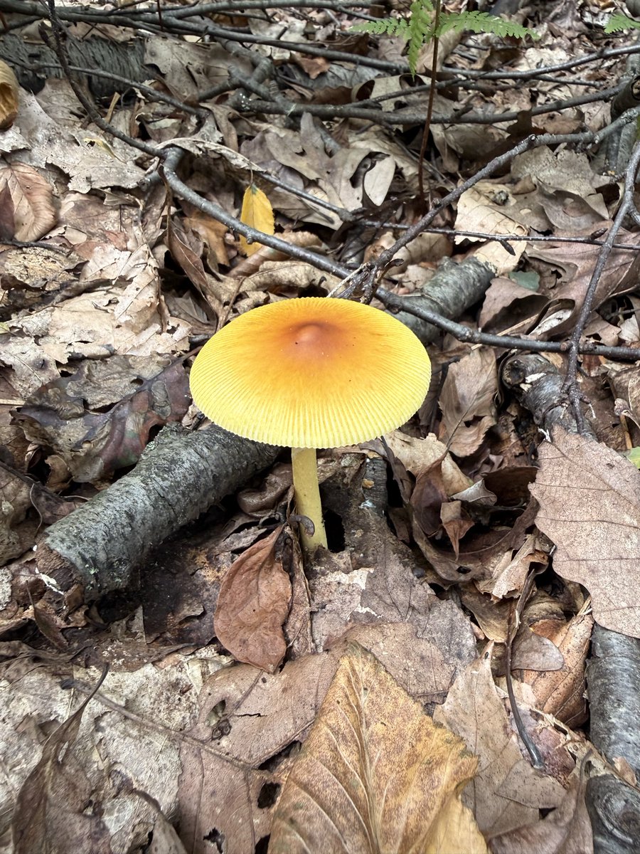 backacreiron's tweet photo. Rainbows in the woods 🍄🍄‍🟫🌈 https://t.co/piAtFEWet0