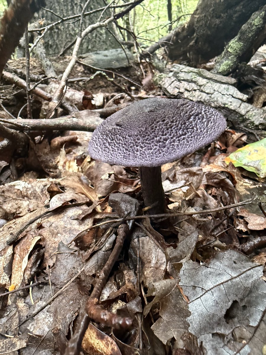 backacreiron's tweet photo. Rainbows in the woods 🍄🍄‍🟫🌈 https://t.co/piAtFEWet0