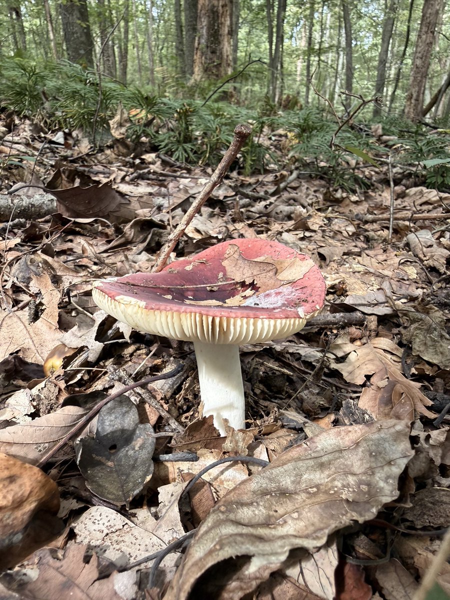 backacreiron's tweet photo. Rainbows in the woods 🍄🍄‍🟫🌈 https://t.co/piAtFEWet0
