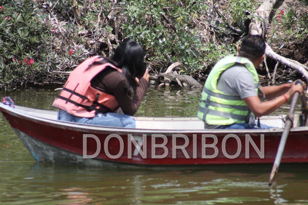 oalecc75's tweet photo. La Laguna de San Baltazar ubicada en Puebla capital se ha vuelto un lugar concurrido por cientos de poblanos que acuden con la intensión de poder ver y conocer al pequeño cocodrilo que habita en ella @FerMaldonadoMX @FerCanalesF @carlosmartinh @El_Universal_Mx @GuarnerosFoto https://t.co/93Qnu66icq