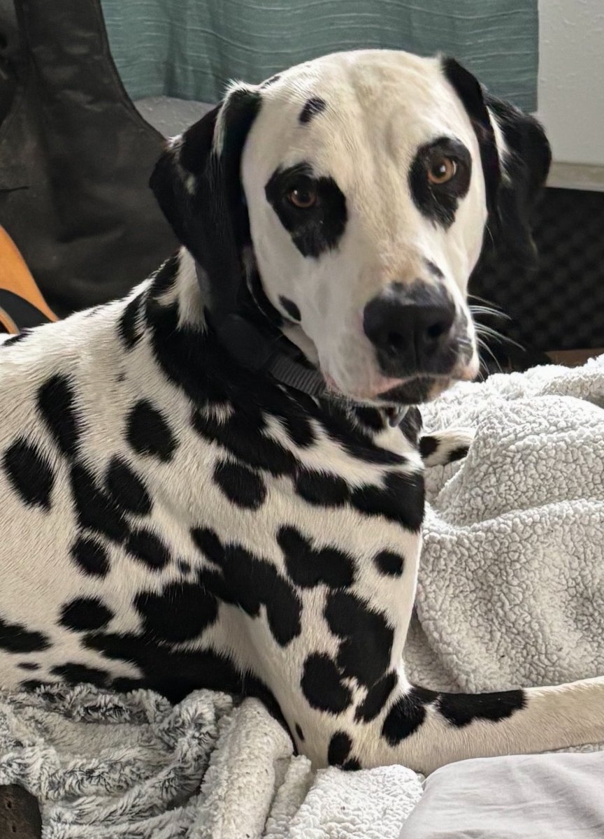DeweyDogtoken's tweet photo. Dewey Dog token is REAL! This project is going to take the OG investors to incredible new heights. Dewey Dogs is coming! Get in the earlier the better! https://t.co/Bg6Rv9ScDA