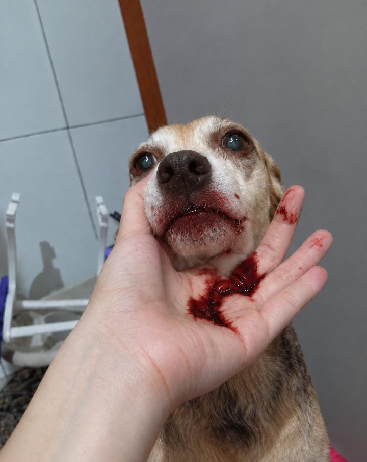 thaiannax's tweet photo. PIX PARA AJUDAR 149.983.397-02 (TAIANA) 

ESSA FOI A SITUAÇÃO DE ONTEM DA MINHA CACAU E O VÍDEO HOJE
A CACAU PRECISA DE AJUDA, SOFRE COM EPLEPSIA, ESTA COM BABESIA, ERLICHIA, NÓDULOS NA MAMA E NO BAÇO 
PRECISA DE NEUROLOGISTA, TOMOGRAFIA, CONSULTAS E REMÉDIOS 
DÊEM ATENÇÃO POR FAVOR, TEM TODA A HISTÓRIA DELA DESDE O COMEÇO,LAUDOS, COMPROVANTES, EXAMES!!!!!!! AJUDEM