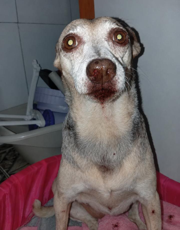 thaiannax's tweet photo. PIX PARA AJUDAR 149.983.397-02 (TAIANA) 

ESSA FOI A SITUAÇÃO DE ONTEM DA MINHA CACAU E O VÍDEO HOJE
A CACAU PRECISA DE AJUDA, SOFRE COM EPLEPSIA, ESTA COM BABESIA, ERLICHIA, NÓDULOS NA MAMA E NO BAÇO 
PRECISA DE NEUROLOGISTA, TOMOGRAFIA, CONSULTAS E REMÉDIOS 
DÊEM ATENÇÃO POR FAVOR, TEM TODA A HISTÓRIA DELA DESDE O COMEÇO,LAUDOS, COMPROVANTES, EXAMES!!!!!!! AJUDEM