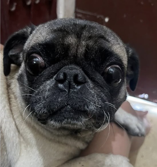 AlertaMePerdi's tweet photo. #PERDIDO #GUAYAQUIL
Nombre: #Aguacate
Fecha: 2026-09-18
Sector: Sur, 22 y Febres Cordero
Sexo: Macho
Raza: Pug
Observación: No tiene
Contacto: +593969462792
¡Ayúdalo a volver con su familia!
 #AlertaMePerdí https://t.co/LklHUrdWW9