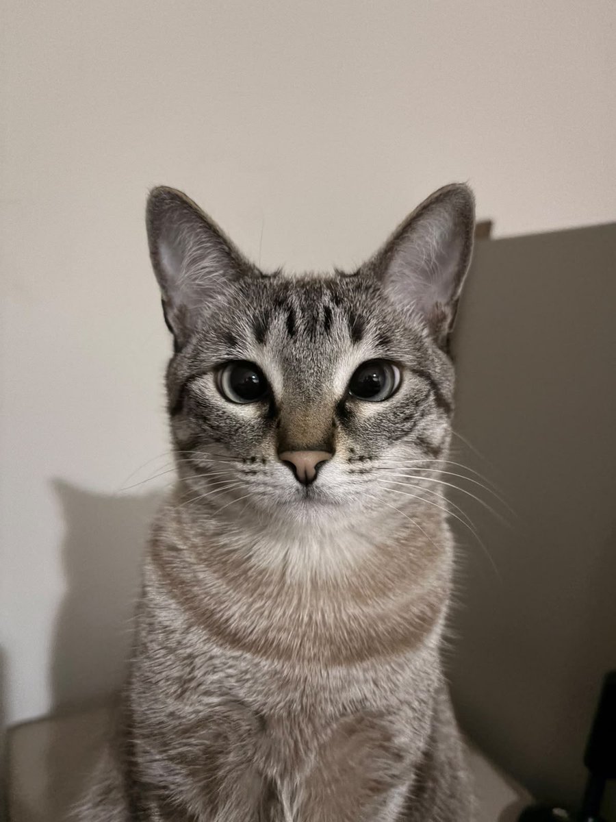 debroroa's tweet photo. ela nao sabe mas vai concorrer ao premio gato srd mais bonito do brasil 2026 https://t.co/00zmr90lQw