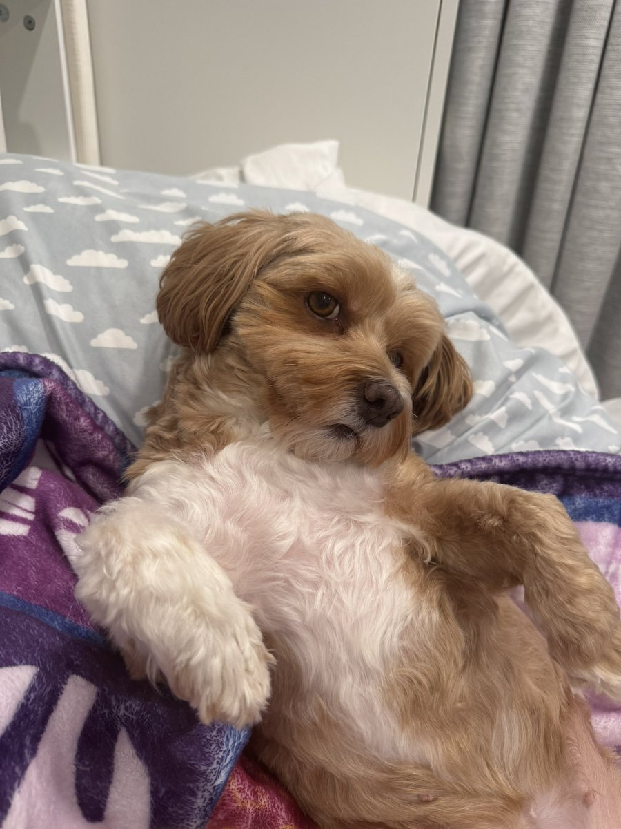 corv_fr's tweet photo. She won’t stop side eyeing me until I give her more belly rubs https://t.co/XYwH4I10s9