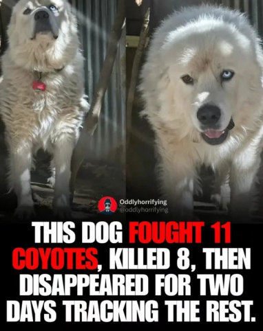 OldMechanic's tweet photo. Why Muslims don't like dogs... https://t.co/xi7pOz4k4D