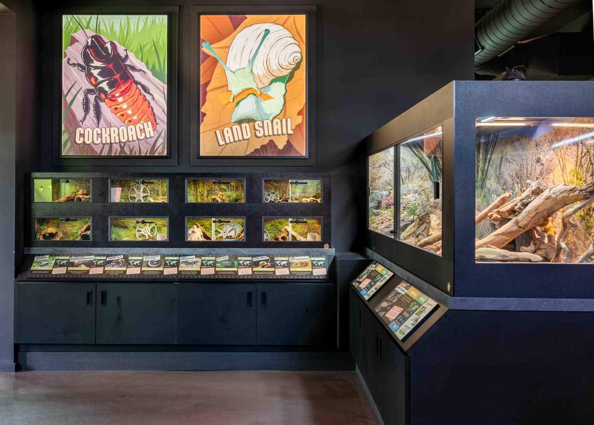 CreationMuseum's tweet photo. We’re excited that our Creature Feature building is now open!

Our Creation Zoo is extremely popular with guests of all ages, and this brand-new zoo exhibit will just add to the enjoyable experience at the Creation Museum. Our Creature Feature building is located right next to our beautiful Butterfly House and Plants of the Bible Conservatory.

Creature Feature is our first official walk-through–style zoo building and exhibits a variety of interesting creatures, including:
• Eight incredible invertebrate species, including emperor scorpions, giant millipedes, tarantulas, and more
• Four species of snakes
• Five species of lizards
• Two amphibian species
• An ornate box turtle
• And two fish tanks, one of which will exhibit blind cavefish

A few of these animals are still in quarantine (all new animals must quarantine for a specific period of time), but once they are cleared, they will join the others already on exhibit.

Admission to the fantastic Creature Feature is included with your Creation Museum admission.
