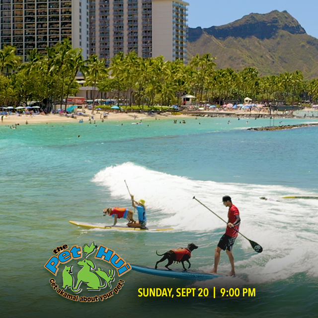 OC16TV's tweet photo. At Waikiki's Duke Kahanamoku OceanFest 2026, Hawaii's top surfing K9s compete in the thrilling Going to the Dogs SurFur ComPETition. Check it out on The Pet Hui tonight at 9:00 PM.

#spectrumoc16 #thepethui https://t.co/kJ0BoVM2NU