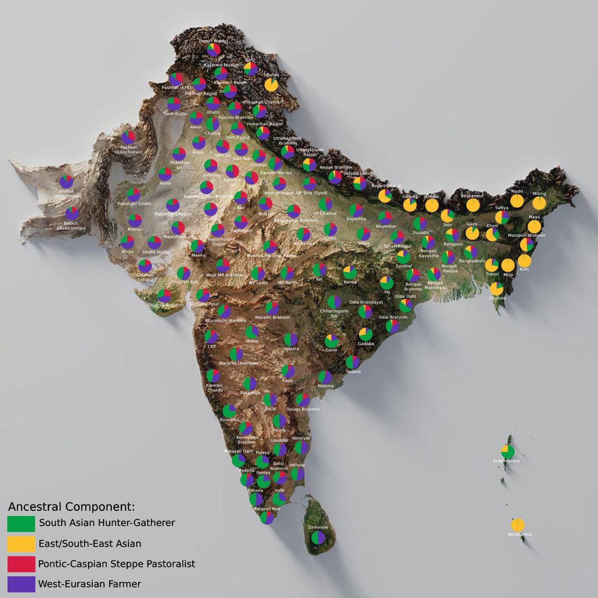 HinduKangz's tweet photo. @brongasbing @Ze194053 i am a hindu jat, i have higher steppe and lower AASI than anywhere in porkistan or the subcontinent https://t.co/c2OnVRzDFO