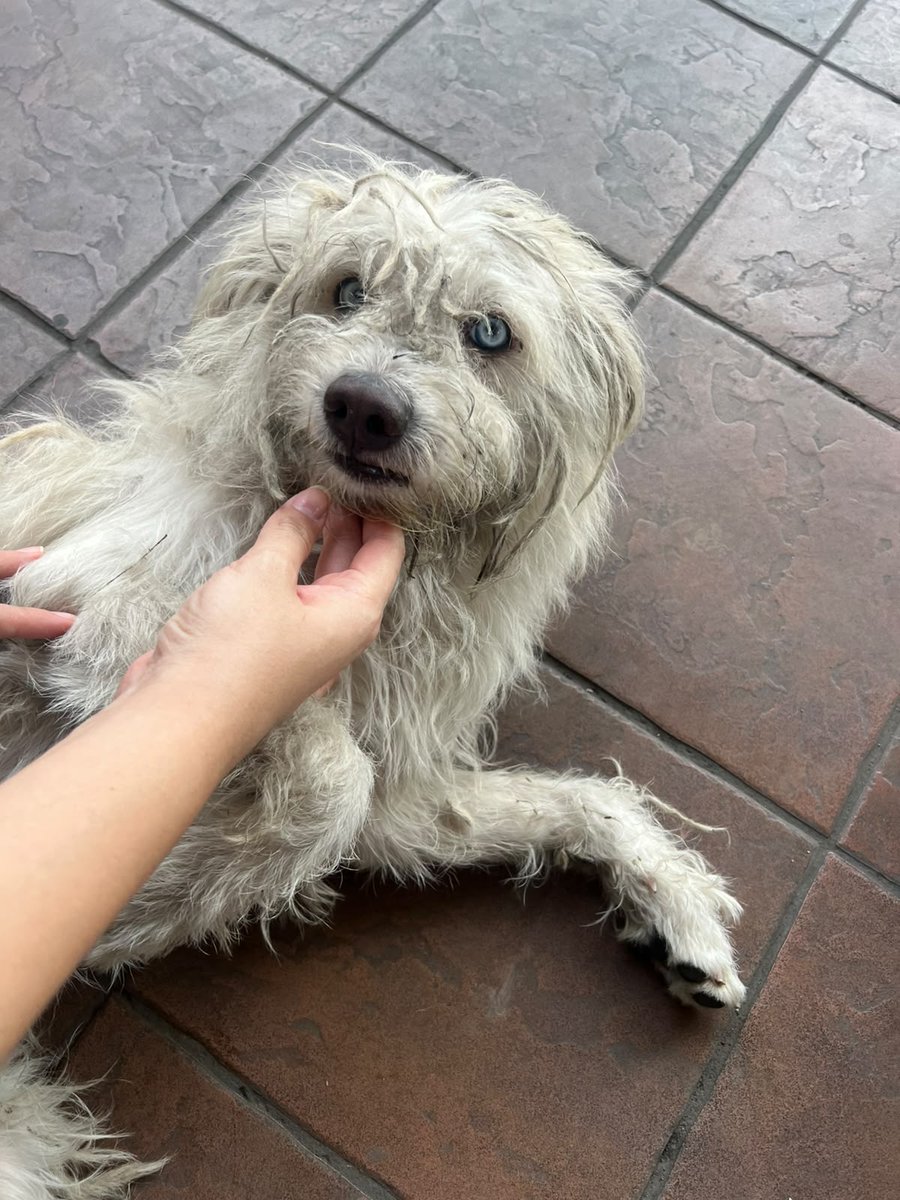 AlertaMePerdi's tweet photo. #ENCONTRADO #GUAYAQUIL
Fecha: 2026-09-20
Sector: Sur, Riocentro sur
Sexo: Macho
Raza: Mestizo
Observación: Ojos azules
Contacto: 0968210696
¡Ayúdalo a volver con su familia!
 #AlertaMePerdí https://t.co/KuZQ2qJaxi