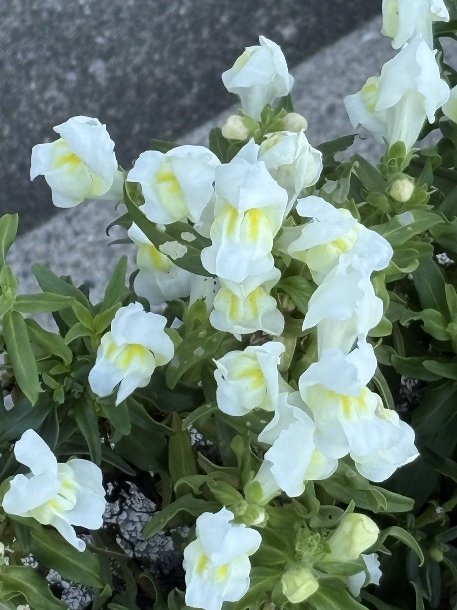 norio1948's tweet photo. 9月21日(月)おはようございます。神戸、六甲は曇り、気温は26度。

今朝は空一面の曇り空、雨の予報は無いが黒雲も有り、今にも雨が降りそうな様子。台風の影響か風が強い。
早朝ウォーキングは今日も石屋川から灘浜、都賀川の河口へと風に押され、戻されて歩き一万歩完了した。
神戸街角の花々(2955) https://t.co/ctXxOOUoph