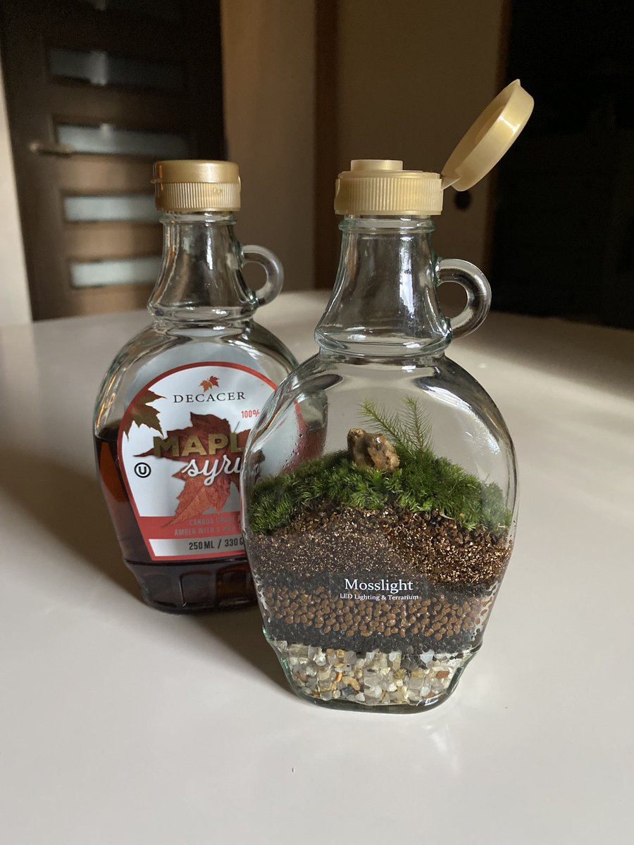 mosslight1955's tweet photo. KALDIのメイプルシロップの瓶で、月に一回　プレゼント用にコケテラリウムを作成中

テラリウムに最適なガラス容器

#mosslight https://t.co/QkUfEE6ZPM