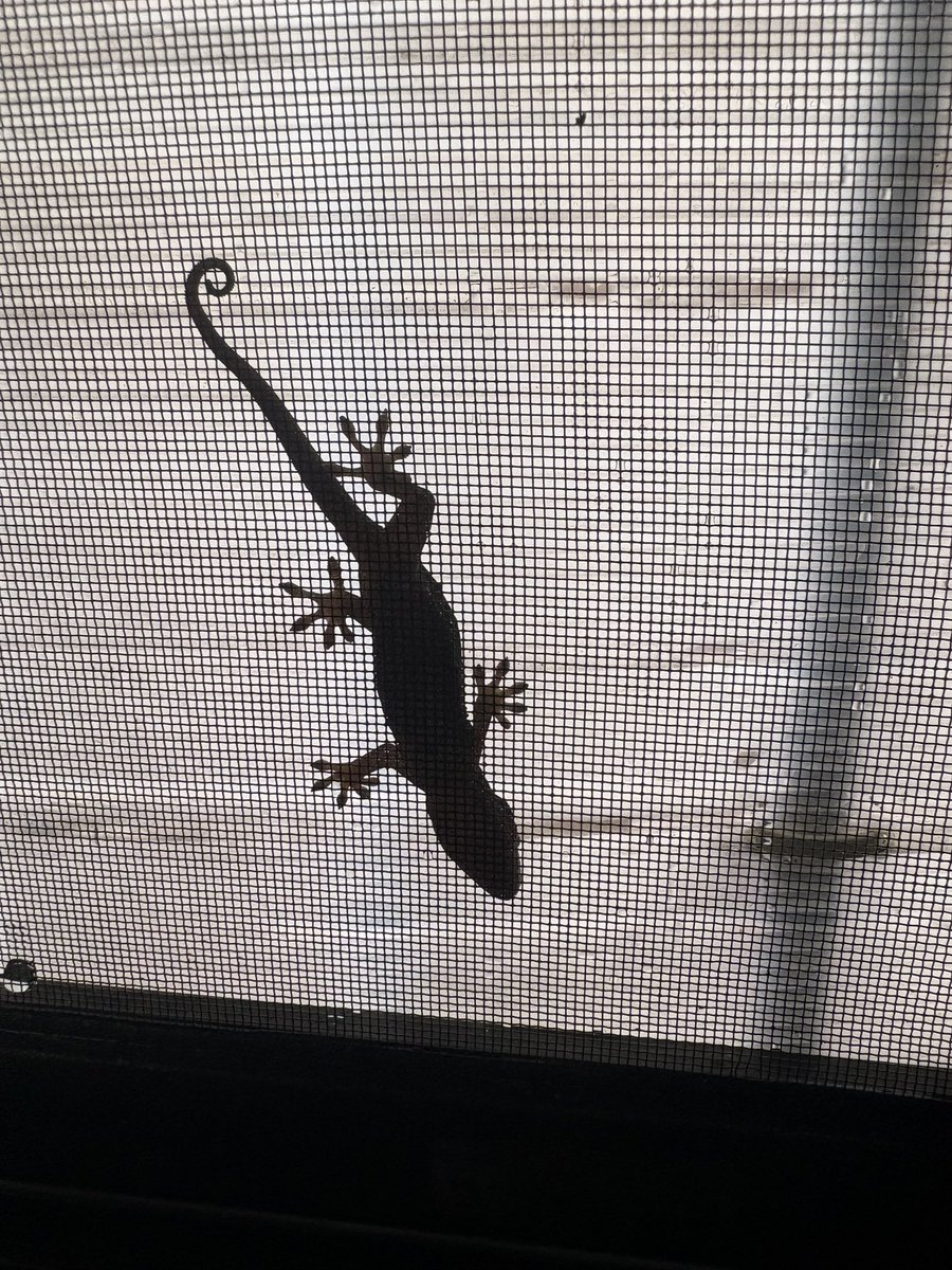 KinariTabi's tweet photo. おはよう　雨の連休
シルバーウィークの中日

朝一番にキッチンの換気
窓を開けたら、家守と再会

かわいいお手手。くるんとしたしっぽ
美しいフォルム

家を守ってくれてありがとう
（網戸が汚くてびっくり！！） https://t.co/h3uEHHdGtT