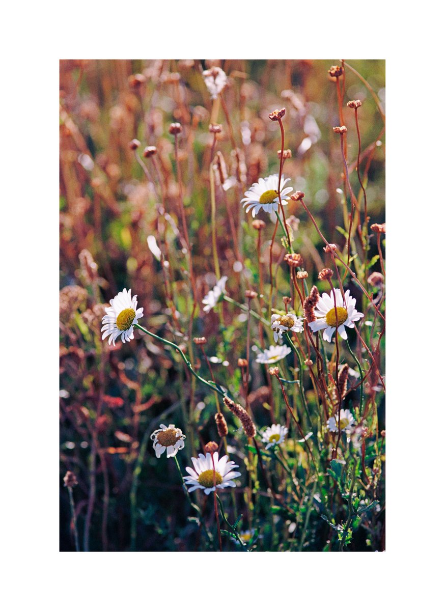 AlexMilenko_II's tweet photo. Chamomile Flowers
Minolta Alpha 9
Minolta 200mm f2.8 AF Apo G
Kodak Gold 200
#naturephotography #sundayvibes #minolta #kodak #filmisalive #believeinfilm https://t.co/eSSYyYVHCM