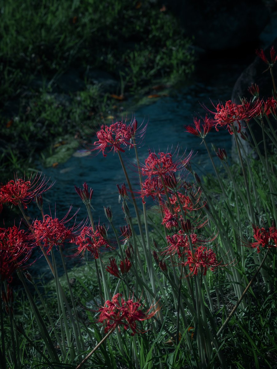 takuPT's tweet photo. m.zuiko 75mm f1.8凄くいいなぁ https://t.co/8gH63ZXwmL