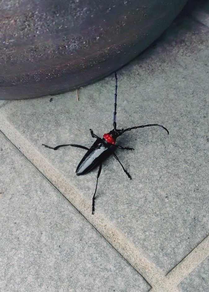 911mohamed's tweet photo. クビアカツヤカミキリ…ゴキブリみたい。ゴキブリ以上に悪い。即殺虫推奨種。 https://t.co/BIyLn2wB3X