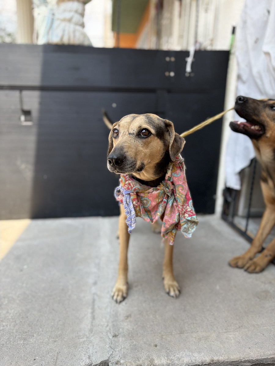 Alina_Gag's tweet photo. Me llamo Ángeles. Me rescataron de gente que me hacía mucho daño. Por eso tengo algunas partes sin pelo en mi carita. Me aventaron aceite y me lastimaron.

Por suerte alguien me rescató antes de que pasaran cosas aún peores 🥹. Desde entonces he estado muy tranquila. https://t.co/ZLkGaLnCnZ