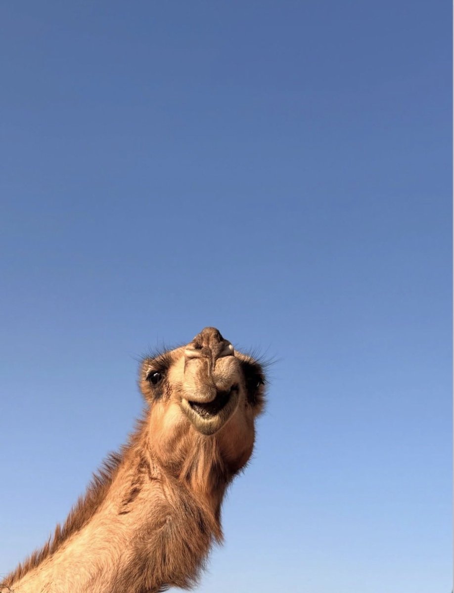 luvna93's tweet photo. Me and my camels are still confused on why do they think this is an insult lol https://t.co/GHF49pWJTs