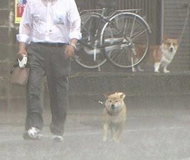 corgi_tumugi's tweet photo. コーギーの
🍞「あいつらすげぇな･･」感 https://t.co/pJ4rMHpYnT