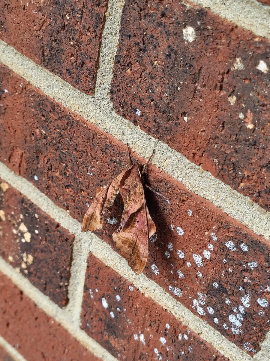 inhumankitty's tweet photo. You like uh bugs?
@TemmieMew https://t.co/iSCkZU8xbn