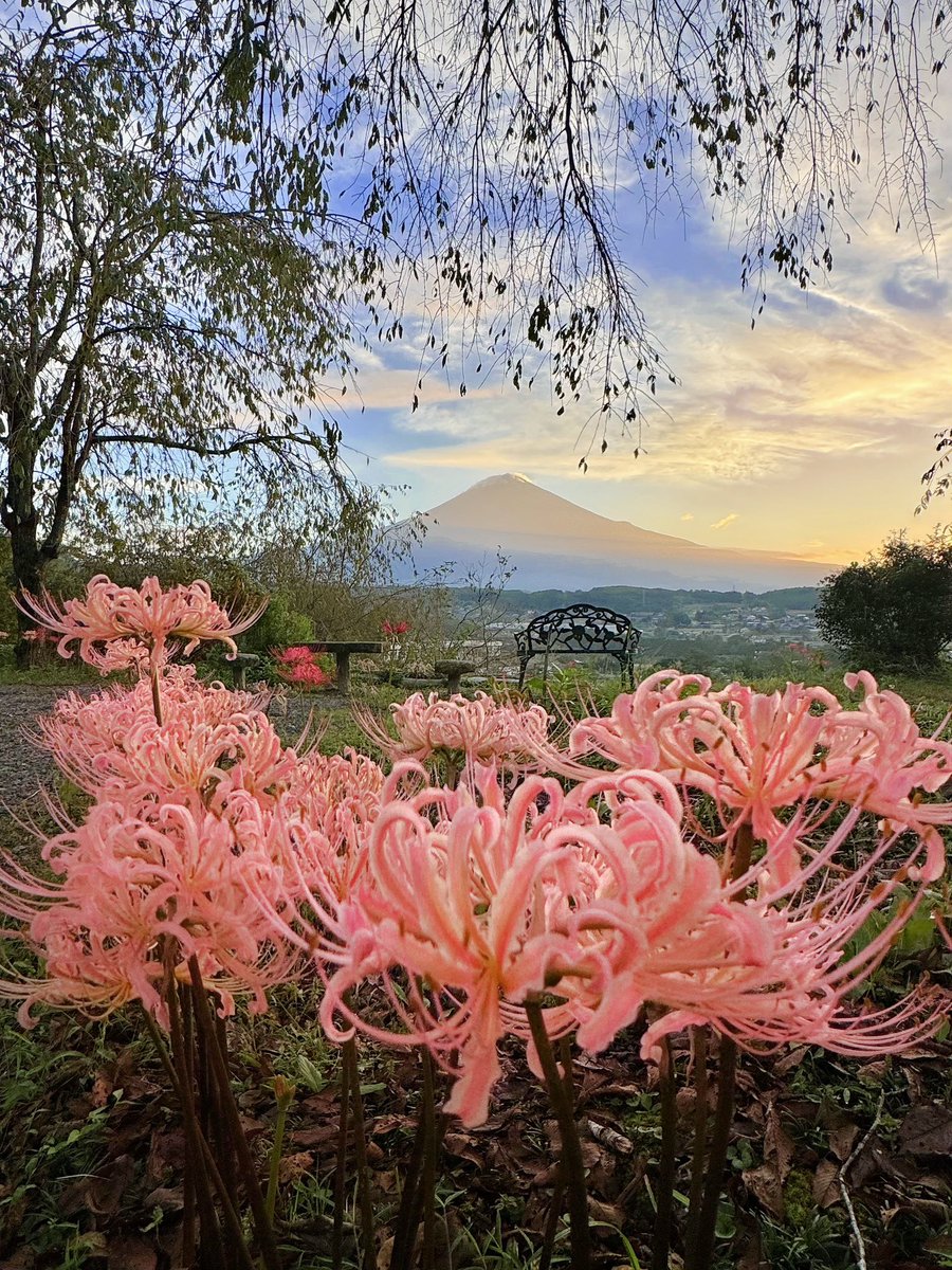 azukimochi_room's tweet photo. 興徳寺からの富士山×ピンクのリコリスが美しい https://t.co/ziFubHcetw