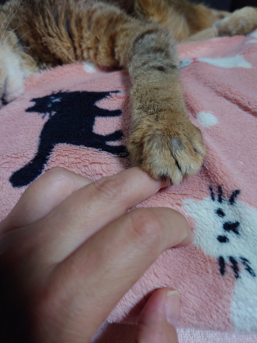 AVKKPosMCF18247's tweet photo. お猫様、お早うございます。雨でございます、鬱陶しゅうございますねぇ😔(お手々モニモニ)

(ΦωΦ)＜鬱陶しいのは。

(💢ΦωΦ)＜お前。ｶﾞｯﾌﾞｩｰ

サーセン☆(ﾉ∀`)ｱﾀﾀﾀ

#猫のいる暮らし　#おはようございます　#台風は今すぐ霧散してくれ https://t.co/ChiCpPxReE