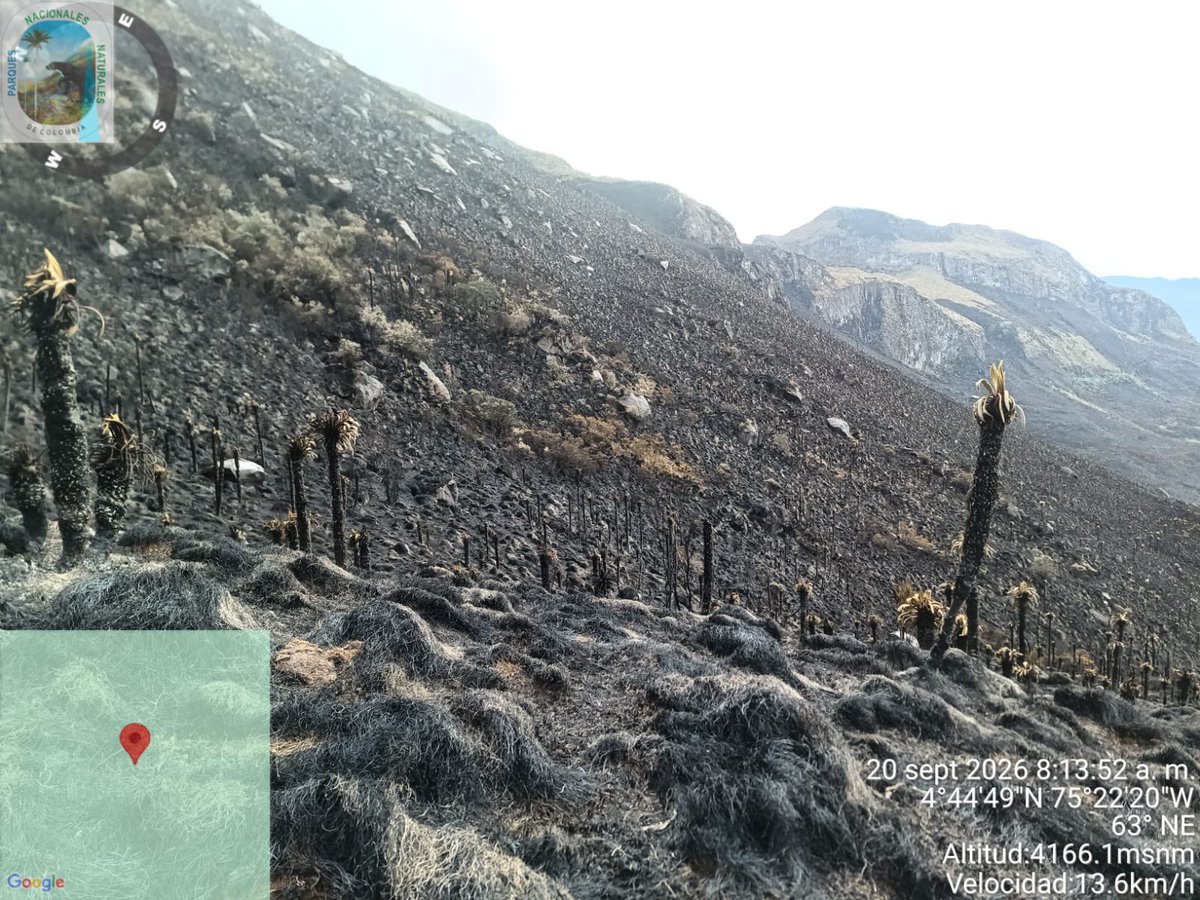 ParquesColombia's tweet photo. El incendio forestal en el Parque Nacional Natural Los Nevados fue controlado y extinguido.

Esta emergencia fue atendida por tres guardaparques, junto a dos campesinos de la zona, desde la tarde del 19 de septiembre. Las labores finalizaron hoy con el control de los focos remanentes.

El fuego afectó vegetación de páramo en una de las zonas más distantes del Parque. Las causas aún son materia de investigación. Ahora realizaremos la evaluación de daños para definir las acciones de restauración ecol��gica.

Agradecemos la articulación de las autoridades, organismos de socorro, comunidades y ciudadanía durante la atención.

A quienes visitan y habitan las zonas de influencia del Parque, les recordamos: transiten únicamente por senderos autorizados y no realicen fogatas ni quemas.
