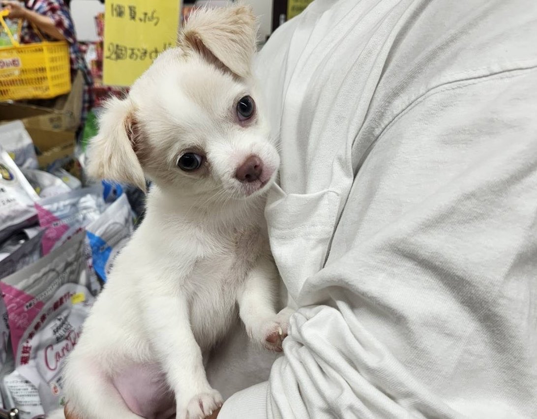 creampetshop's tweet photo. エマちゃん💕

ご来店ありがとうございました☺️ https://t.co/Ex2wGCLKk5