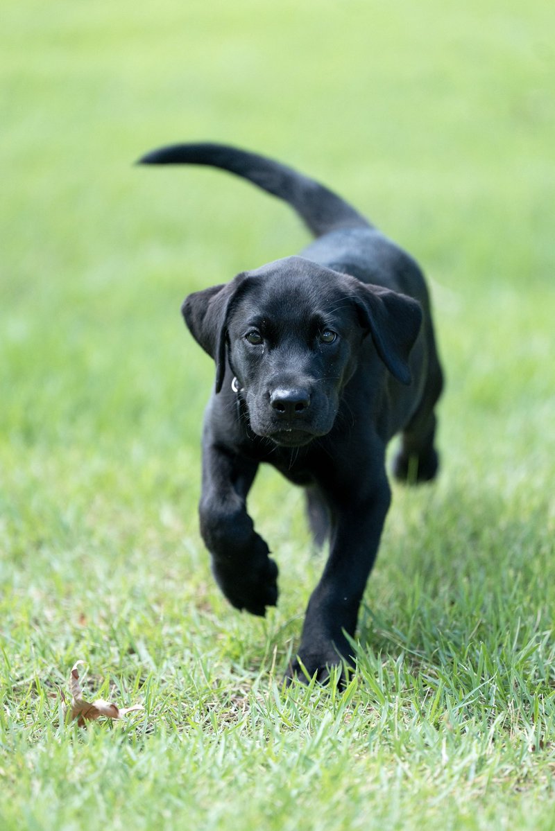 SarahHuckabee's tweet photo. Meet the newest member of our family “Cash” named after Arkansas legend Johnny Cash! Not sure it was our most timely decision but we sure do love our new hunting buddy! https://t.co/QNw8m1REpJ