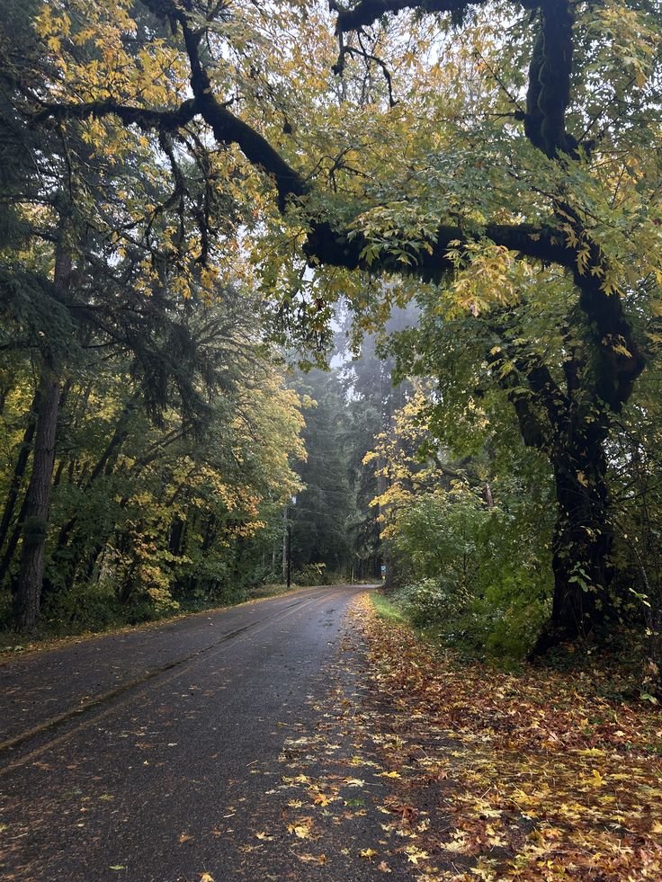 elemmiressoul's tweet photo. fall road. https://t.co/OANhz2tJLA