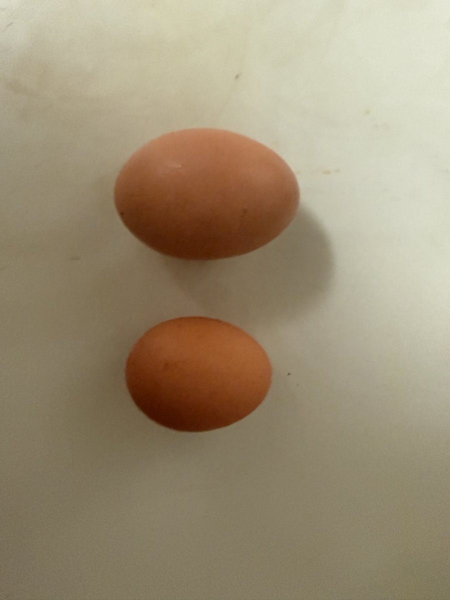 lmvle's tweet photo. 卵かけご飯をしようとクソでか卵を割ったら白身が赤いんだけどこれ食えるのか…？ https://t.co/EmJJJEsUce