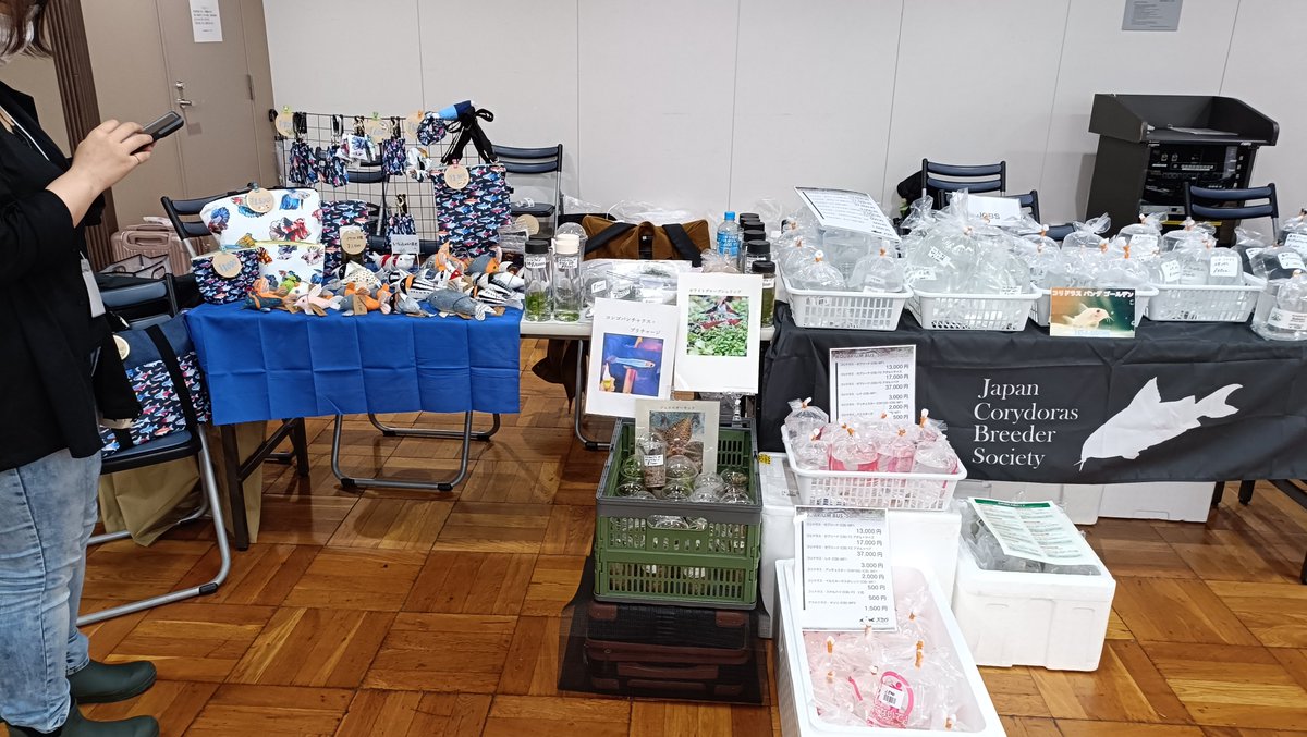 JCBS_JP's tweet photo. 遅くなりましたがアクアリウムバス無事開催終了✨JCBSのブースにお越しくださった皆様ありがとうございました😭
まだまだコリを愛する方がいる事がわかり安心しました😌1部でほぼ売れてしまい終わる頃には完売達成🎉沢山のコリが巣立って行きました🥰来年もよろしくお願いします✨
#アクアリウムバス https://t.co/EaB3pXZSlR