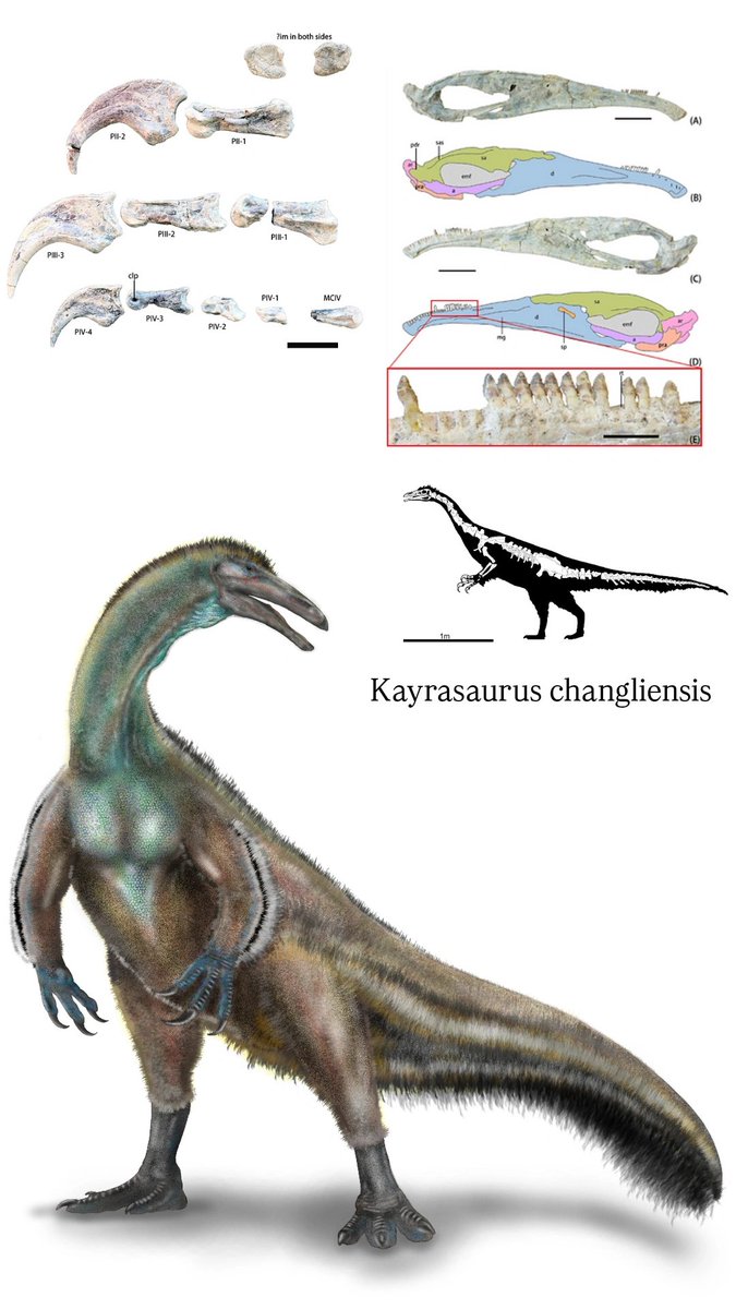 fzlim__'s tweet photo. I'm paleoartist 🦖🦕🦤 https://t.co/FZKcVXCoD9
